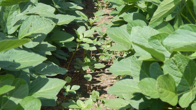 Know Weed Species to Improve Control