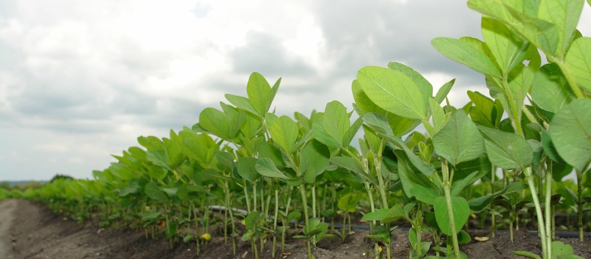 Soybeans - PFR Proven Success Strategies