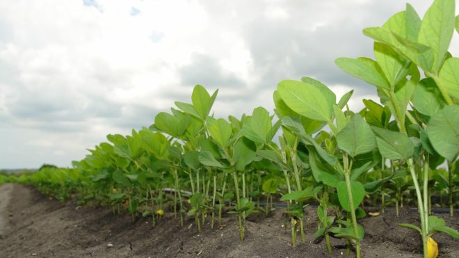 Soybeans - PFR Proven Success Strategies