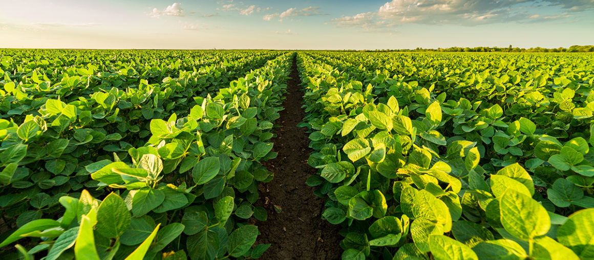 Soybean Technology for the Roaring '20s