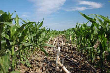 The Rotation: Corn Following Corn