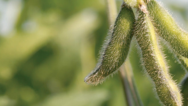 Rev Up Your Soybean Protection