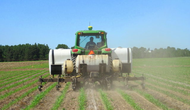 Corn & Early Sidedress Nitrogen