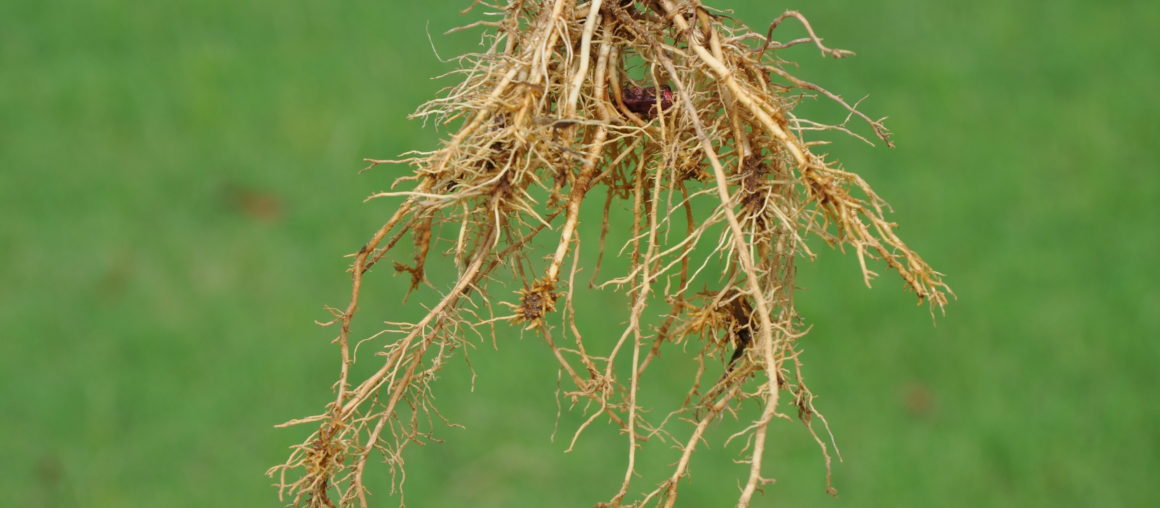 Nematodes in Corn Production