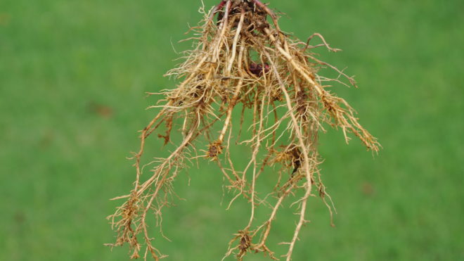 Nematodes in Corn Production