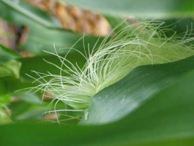 Assessing Corn Pollination: What Can We Learn?