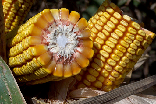 Yield Components of Corn