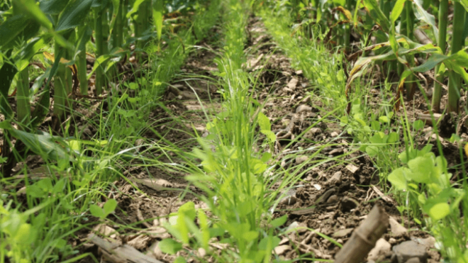 Cover Crop: Management for Success