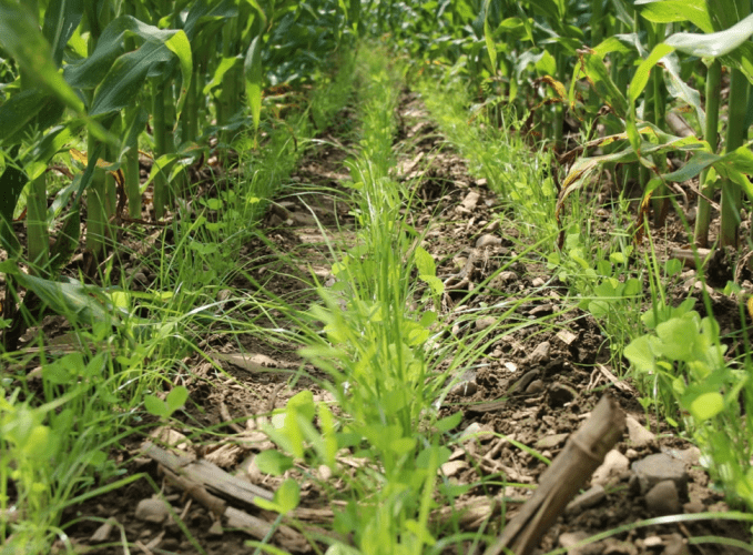 Cover Crop: Management for Success