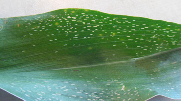 Pest Alert: Corn Blotch Leafminer