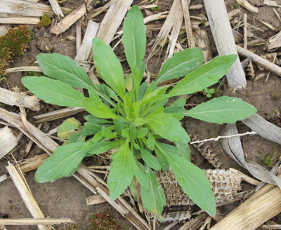 Marestail Burndown