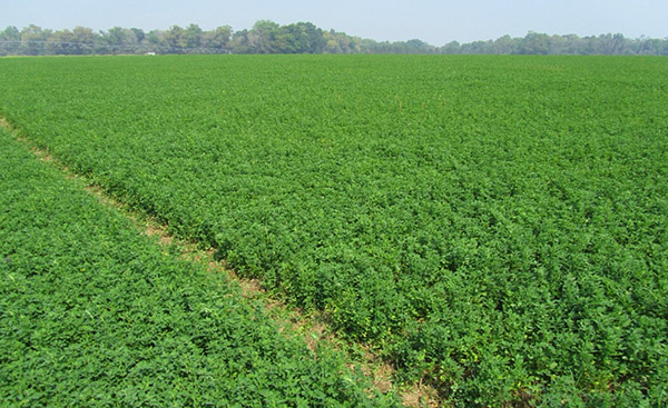 Alfalfa Planting Considerations and Assessing Stands