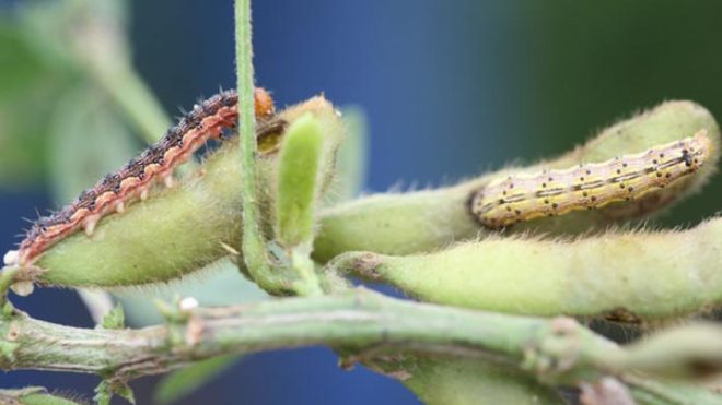 Soybean Podworm: A Very Non-Picky Eater