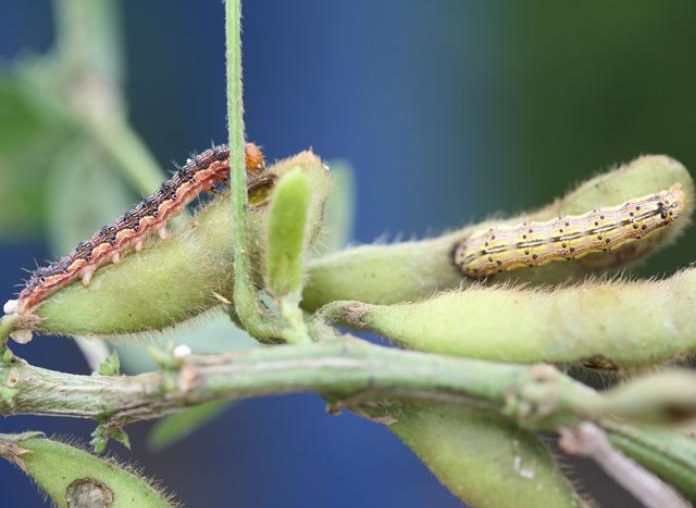 Soybean Podworm: A Very Non-Picky Eater