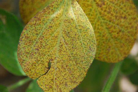 On the Lookout: Developing Diseases in Soybeans