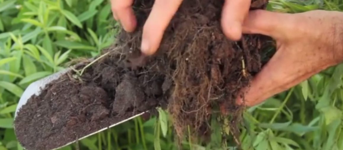 Soil Health: The Structure Your Farm is Built On